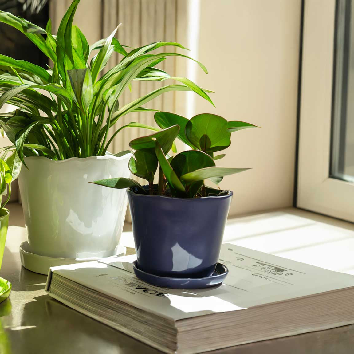 Ceramic planters with drainage holes and saucers, styled with houseplants — by Chive Studio