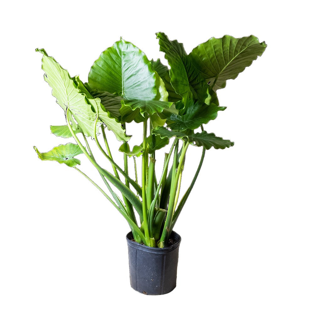 A potted Alocasia California 10 Inch Pot plant from Chive Studio 2024 with large, green, wavy leaves on long stalks, isolated against a black background, highlighting its vibrant foliage and intricate leaf texture. Ideal for indoor gardening enthusiasts.