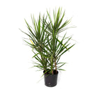 A **Chive Studio 2024 Dracaena Marginata Cutback Staggered 10 Inch Pot** with long, slender green leaves edged in dark red. Known for its air-purifying qualities, the plant has multiple stems growing from the dark pot, providing a full and bushy appearance. Ideal for indoor gardening, the plain white background highlights its vibrant foliage.
