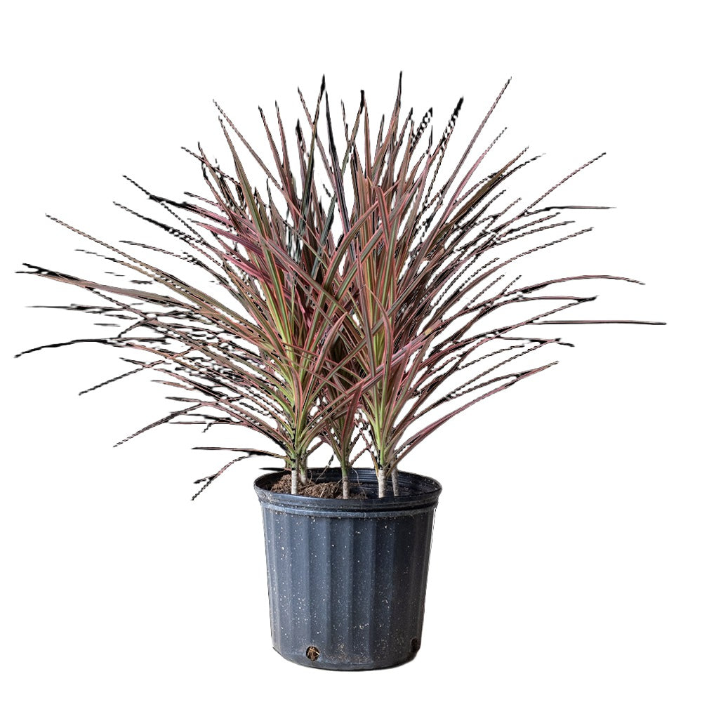 A houseplant with narrow, pointed leaves that have a mix of green and purple hues. This Dracaena Marginata Colorama 10 Inch Pot by Chive Studio 2024, known for its air-purifying qualities, is in a black plastic pot with a ribbed design and has two main stems. The background is plain white.