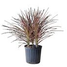 A houseplant with narrow, pointed leaves that have a mix of green and purple hues. This Dracaena Marginata Colorama 10 Inch Pot by Chive Studio 2024, known for its air-purifying qualities, is in a black plastic pot with a ribbed design and has two main stems. The background is plain white.