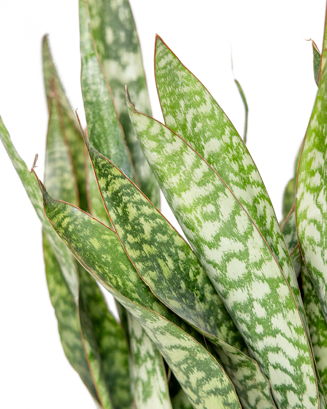 Close-up of the Snake Plant Jaboa 10 Inch - Potted, featuring several long, upright green leaves with mottled light and dark green patterns, set against a plain white background.