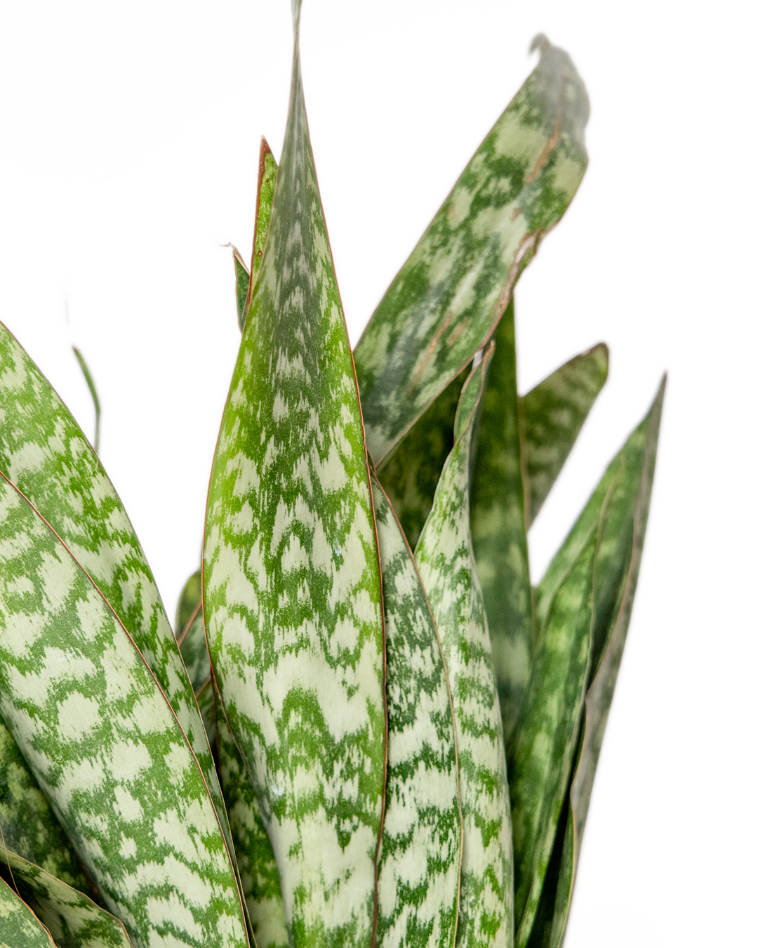 Close-up of the Snake Plant Jaboa 10 Inch - Potted, showcasing its upright, long, pointed green leaves with mottled light and dark green patterns against a clean white background.