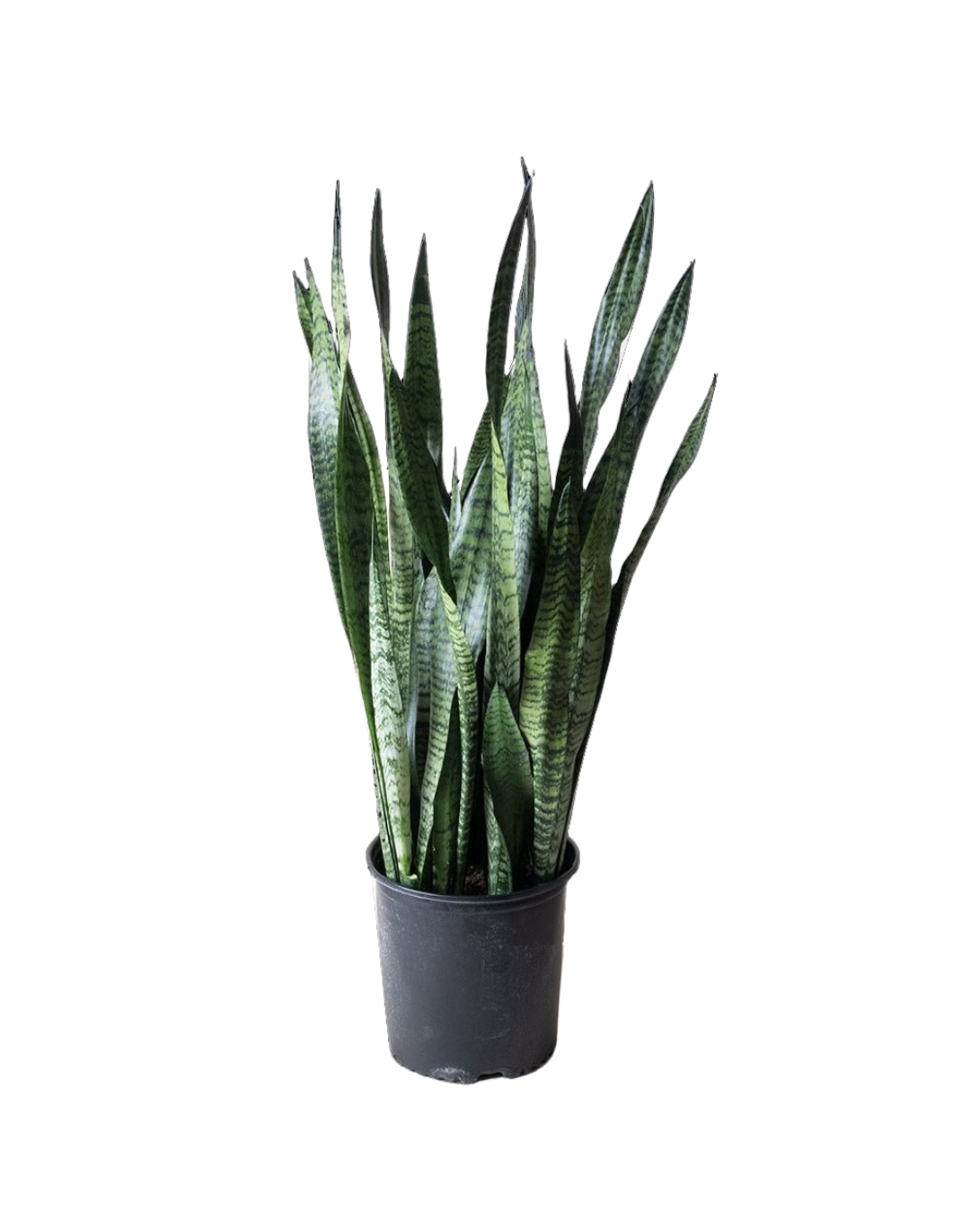 The Snake Plant Zeylanica 10 Inch - Potted features tall, upright green leaves with dark horizontal stripes in a black plastic pot?€?an air-purifying addition to any indoor space.