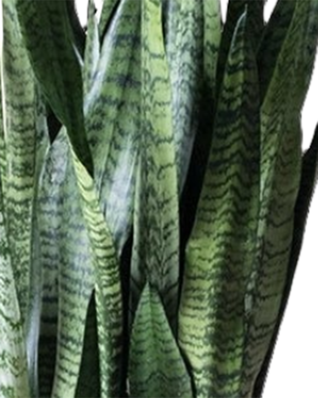 Close-up of upright green leaves with dark stripes on the Snake Plant Zeylanica 10 Inch - Potted, a popular air-purifying choice for indoor collections.