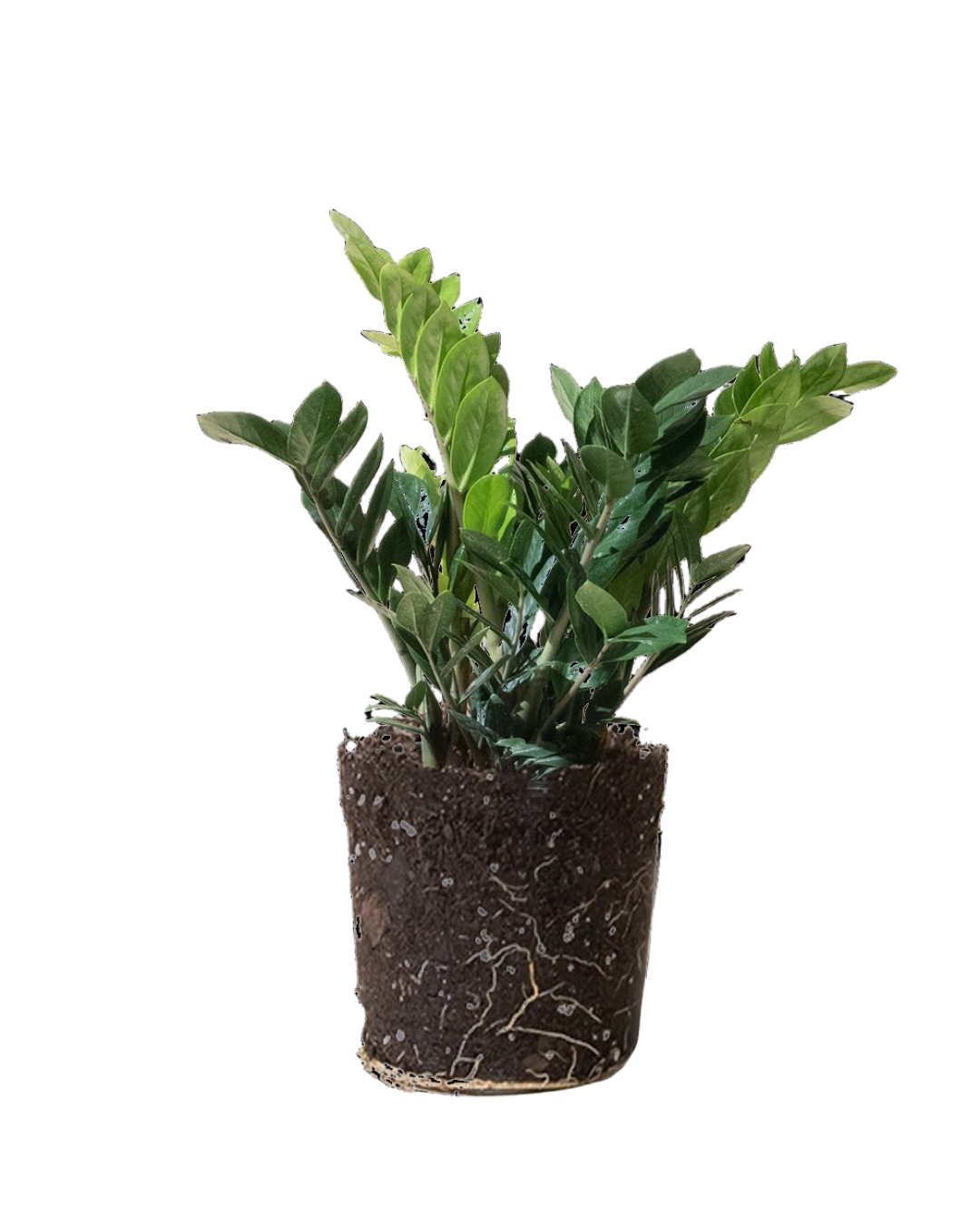 The ZZ Plant 10 Inch - Potted features upright, glossy green leaves with visible roots and soil, shown without its pot on a transparent background. Ideal for any indoor garden, this plant helps purify your home's air for a fresher environment.
