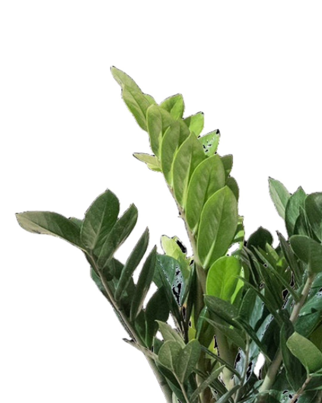 A close-up of the green, oval leaves of the ZZ Plant 10 Inch - Potted (Zamioculcas zamiifolia) growing on sturdy stems against a white background—an ideal indoor plant known for its air-purifying qualities.