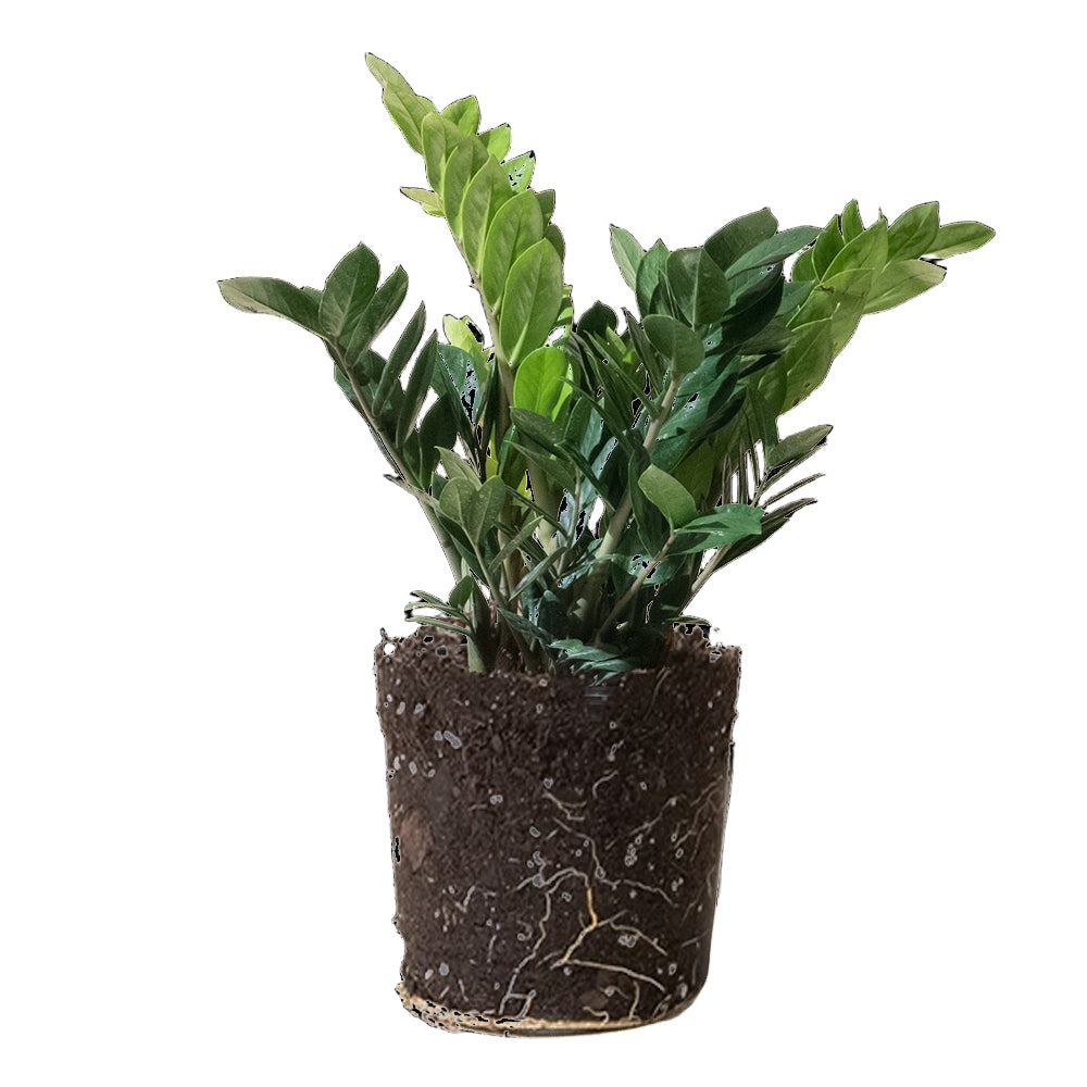A green ZZ Plant 10 Inch Pot by Chive Studio 2024 with dark green, glossy leaves is shown with its roots exposed out of the soil, against a plain, white background. Perfect for any indoor garden, the roots are wrapped in a mesh-like covering and soil clings to the root ball.
