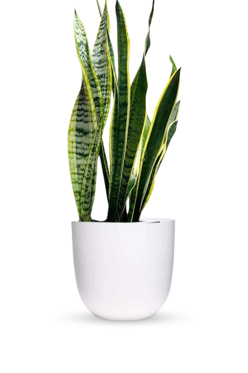 White Indoor/Outdoor Planter - Fern - handmade by Chive Studio Toronto
