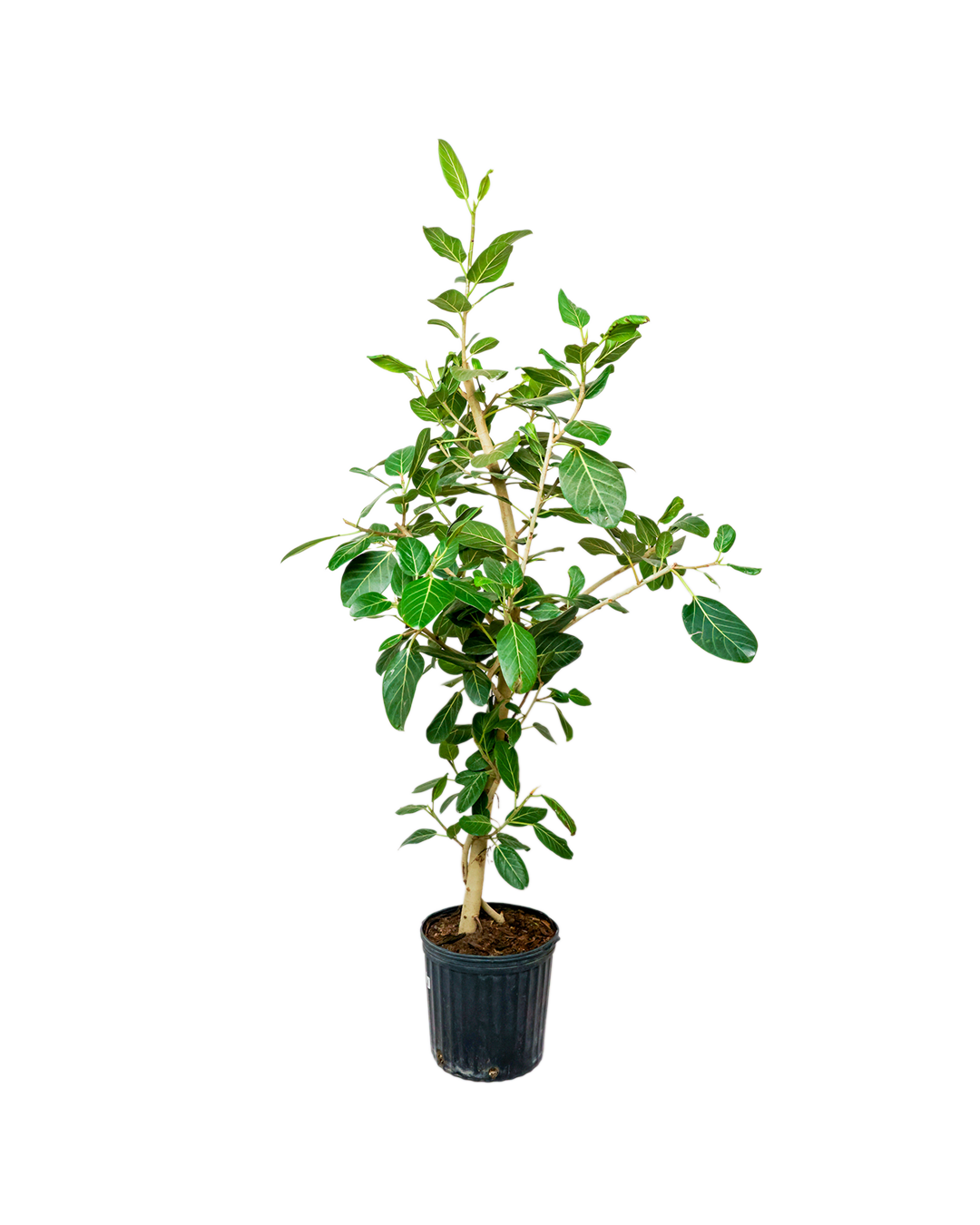 The Ficus Audrey Standard 12 Inch features oval leaves and multiple slender stems in a black plastic pot, shown against a white background.