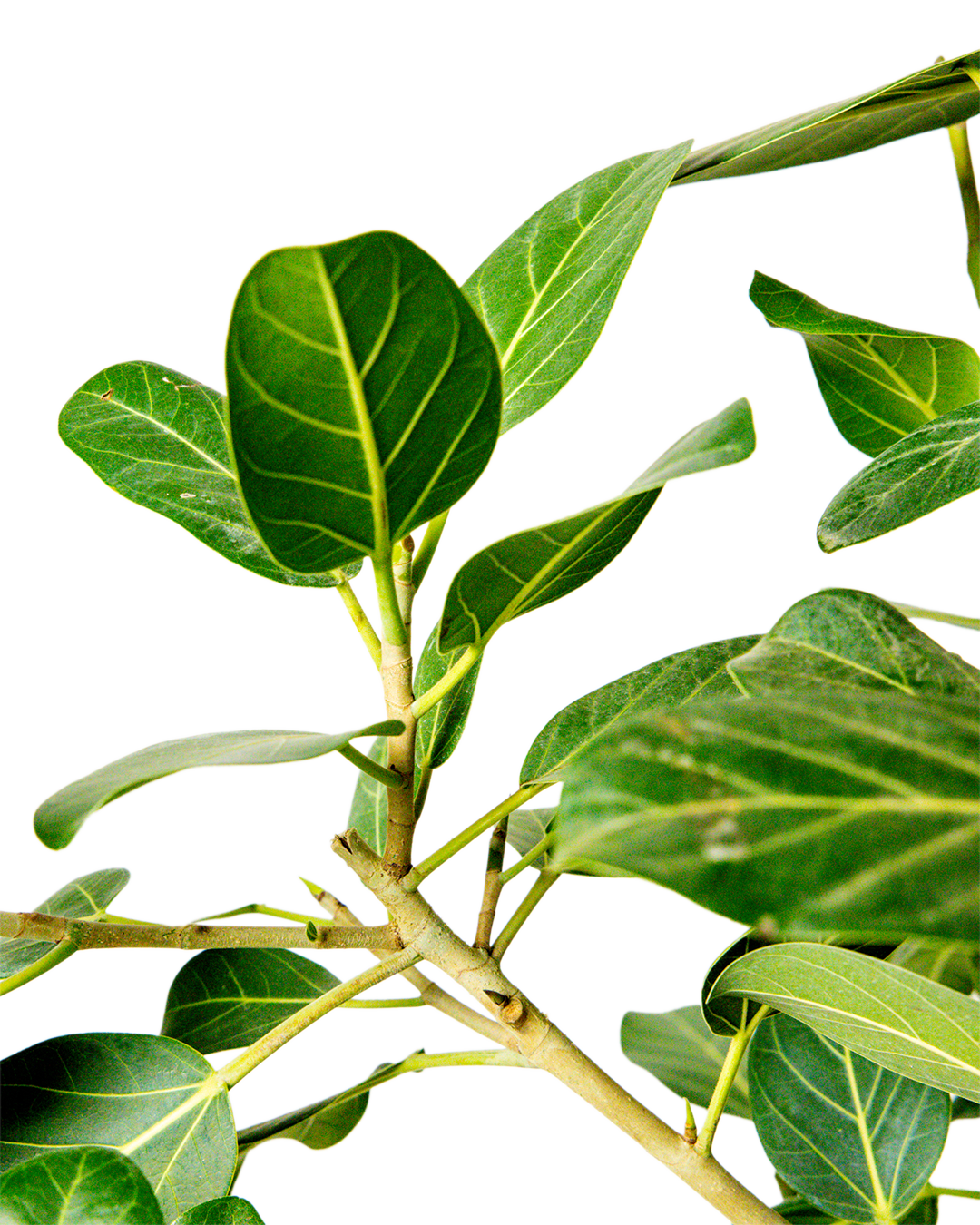 A close-up of the Ficus Audrey Standard 12 Inch - Potted shows its green, oval-shaped leaves with prominent veins on a plant branch set against a plain white background.