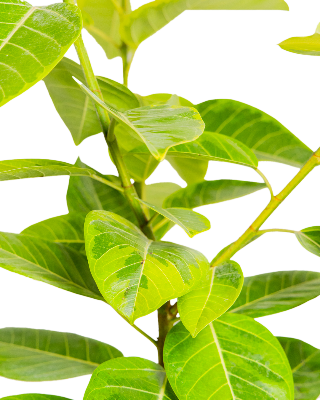 A close-up of the Ficus Golden Gem Standard 12 Inch - Potted, showing its large, glossy leaves with prominent veins against a white background?€?ideal for air-purifying indoor decor.