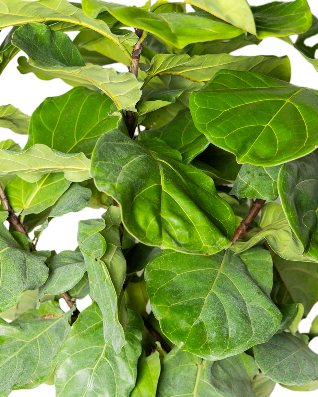 Close-up of lush, green Fiddle Leaf Fig (Ficus Lyrata Twist) 14 Inch - Potted leaves with distinct veins and waxy texture overlapping against a light background—a stylish touch for any modern space.