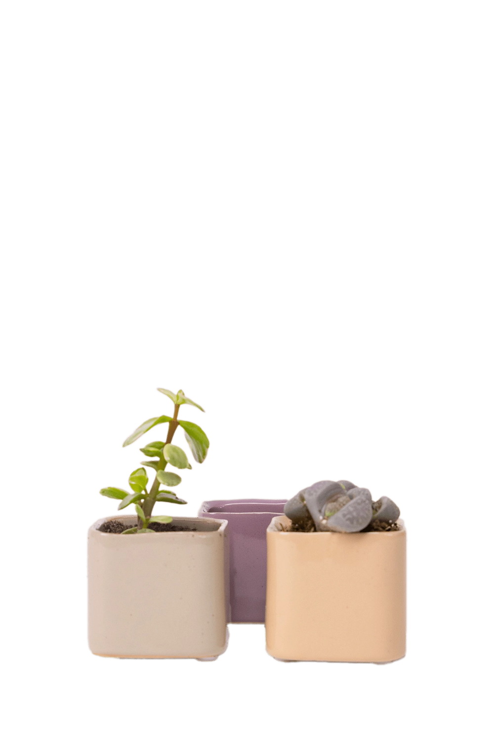 Multicolour Ceramic Indoor Succulent Pot - Svek - handmade by Chive Studio Toronto