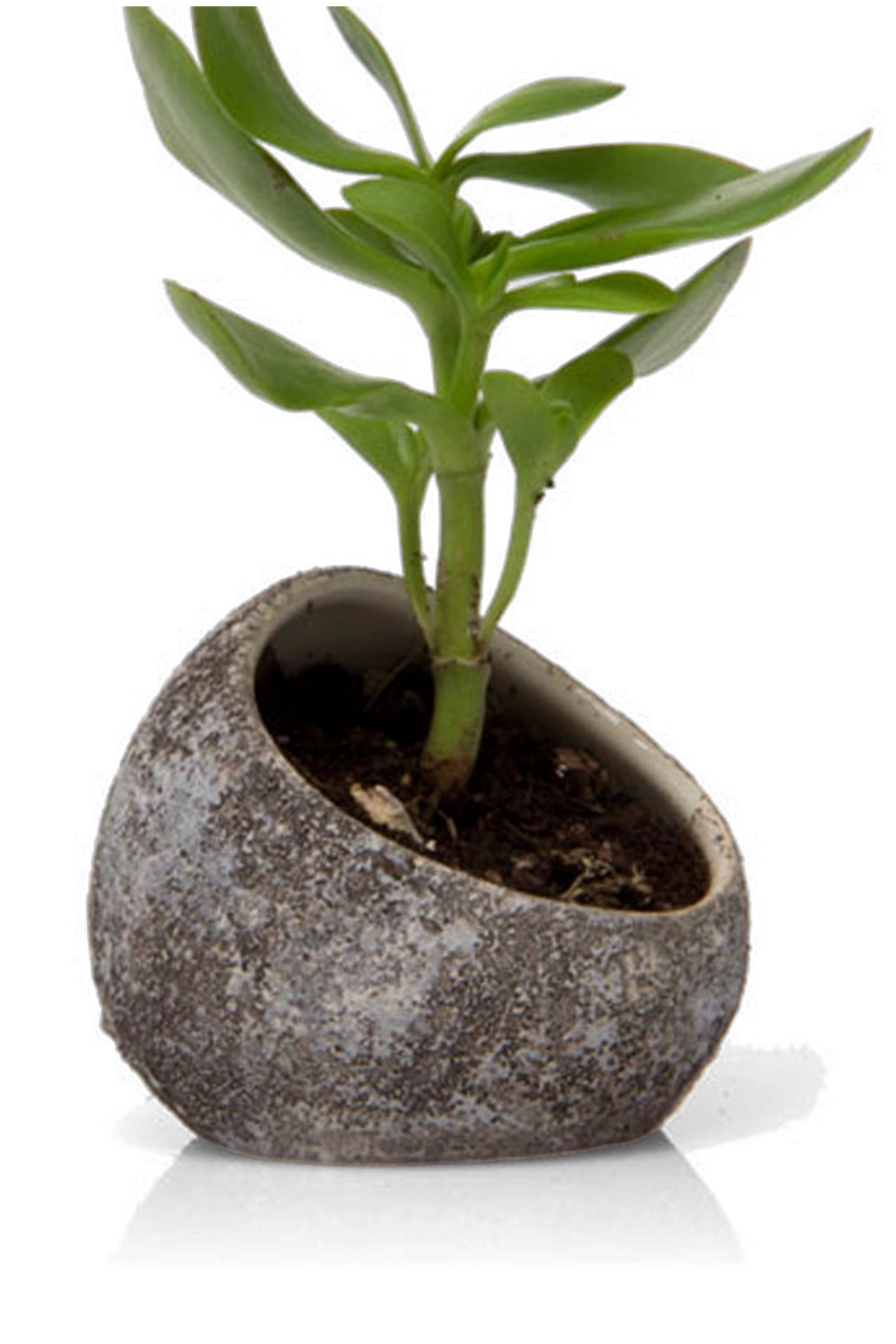 Chocolate Terrarium Ceramic Air Plant Holder - Koski - handmade by Chive Studio Toronto