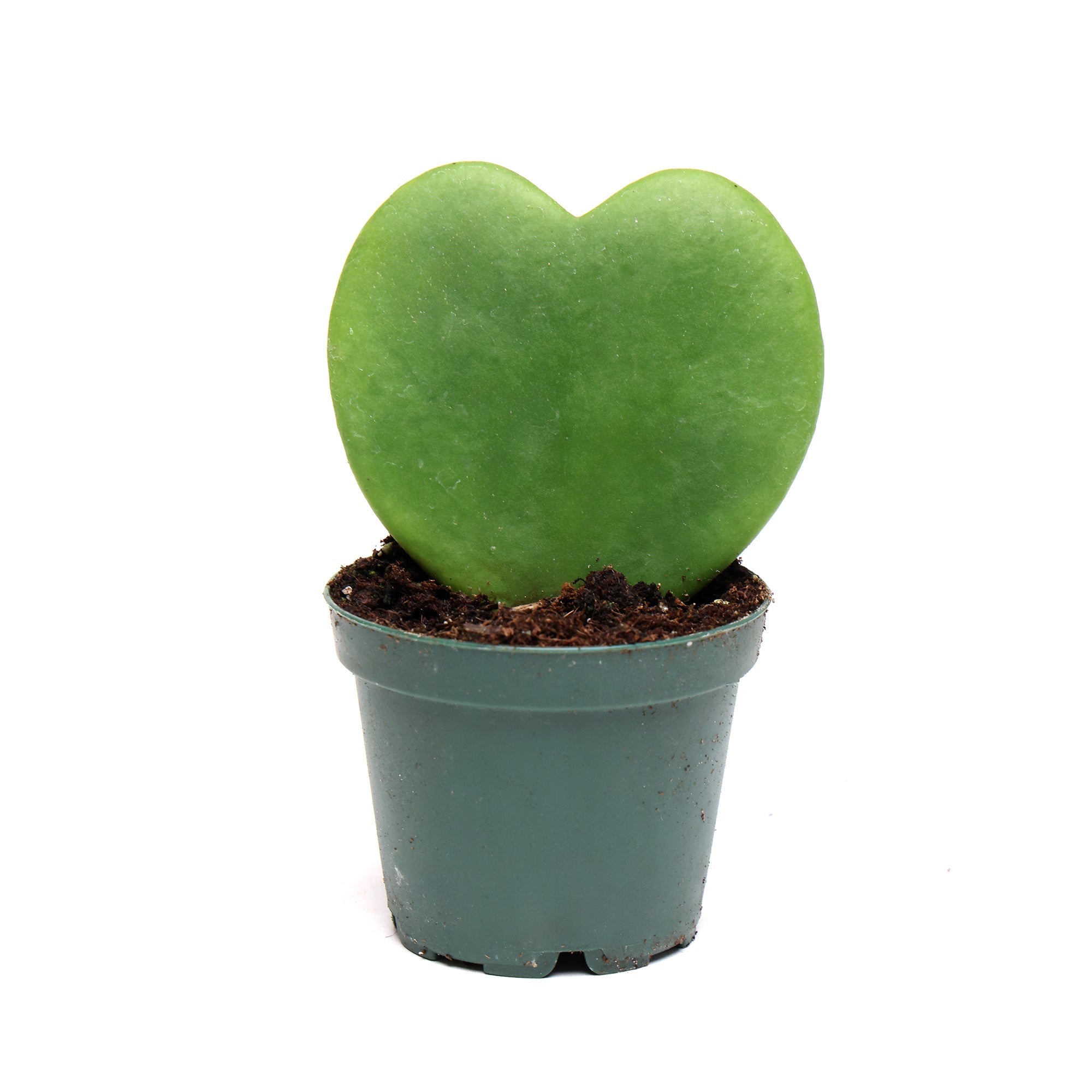 A small green Hoya Kerri 2 Inch Pot by Chive Studio 2024, also known as a heart-shaped succulent, stands proudly in a simple green plastic pot. The single, thick, heart-shaped leaf is vibrant and healthy in its soil mixture. This charming houseplant not only adds beauty but also contributes to air purification. The background is plain white.