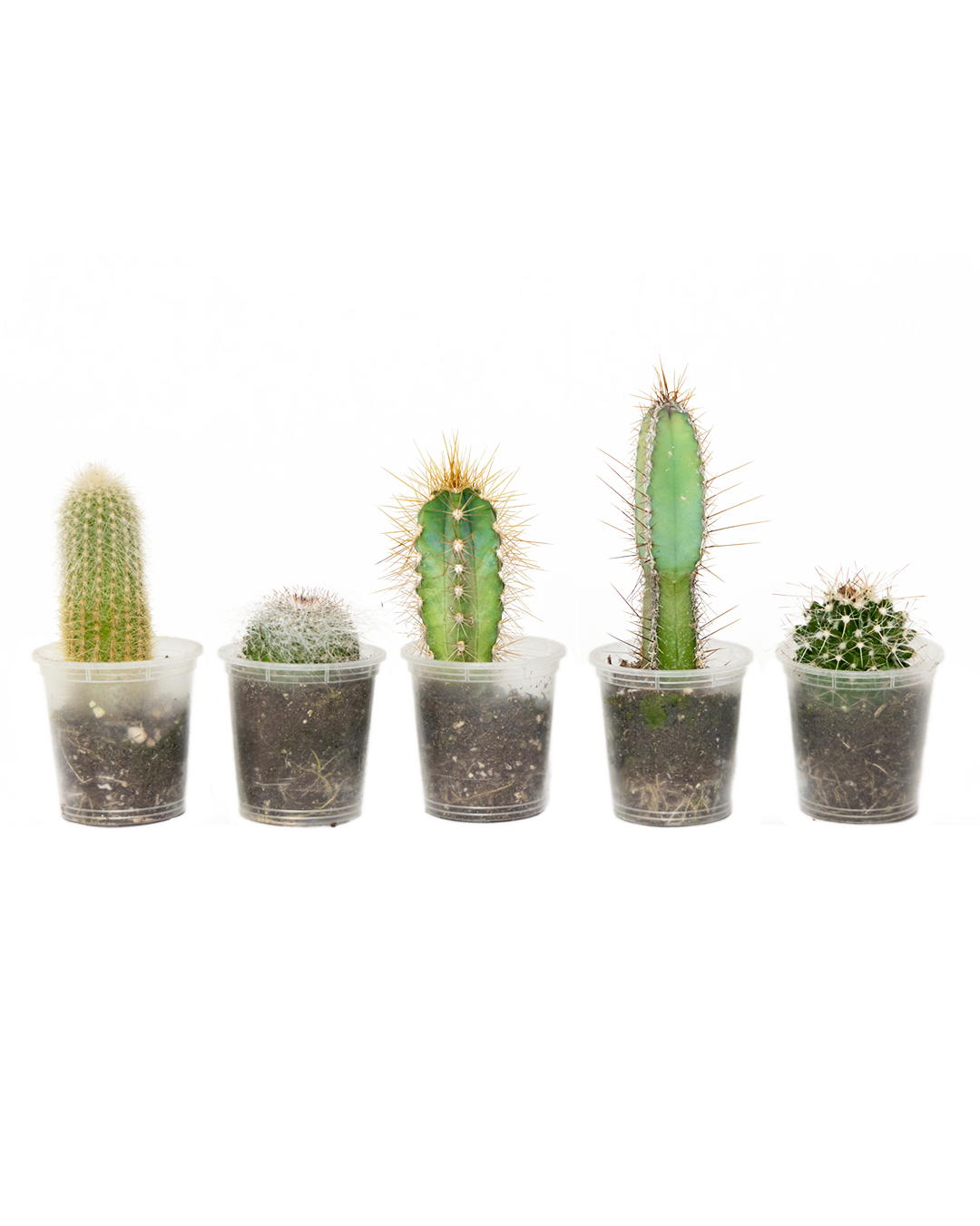 The Cactus 2 Inch - 5 Assorted set features five small, easy-care cacti in clear plastic cups with soil, each with unique shapes and sizes—perfect for brightening up your space with a touch of greenery.