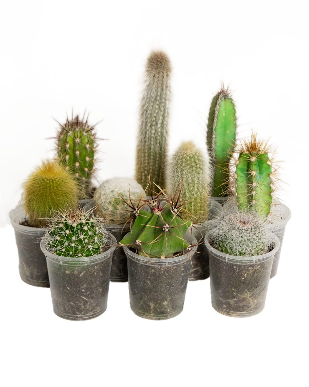 The Cactus 2 Inch - 10 Assorted features ten easy-care small cacti, each planted in a clear plastic cup with soil, neatly arranged against a simple white background.