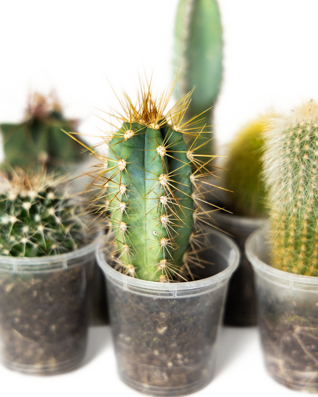 The Cactus 2 Inch - 10 Assorted set features low-maintenance cacti in clear plastic cups, each displaying unique shapes, sizes, and spine colors, placed on a clean white background.