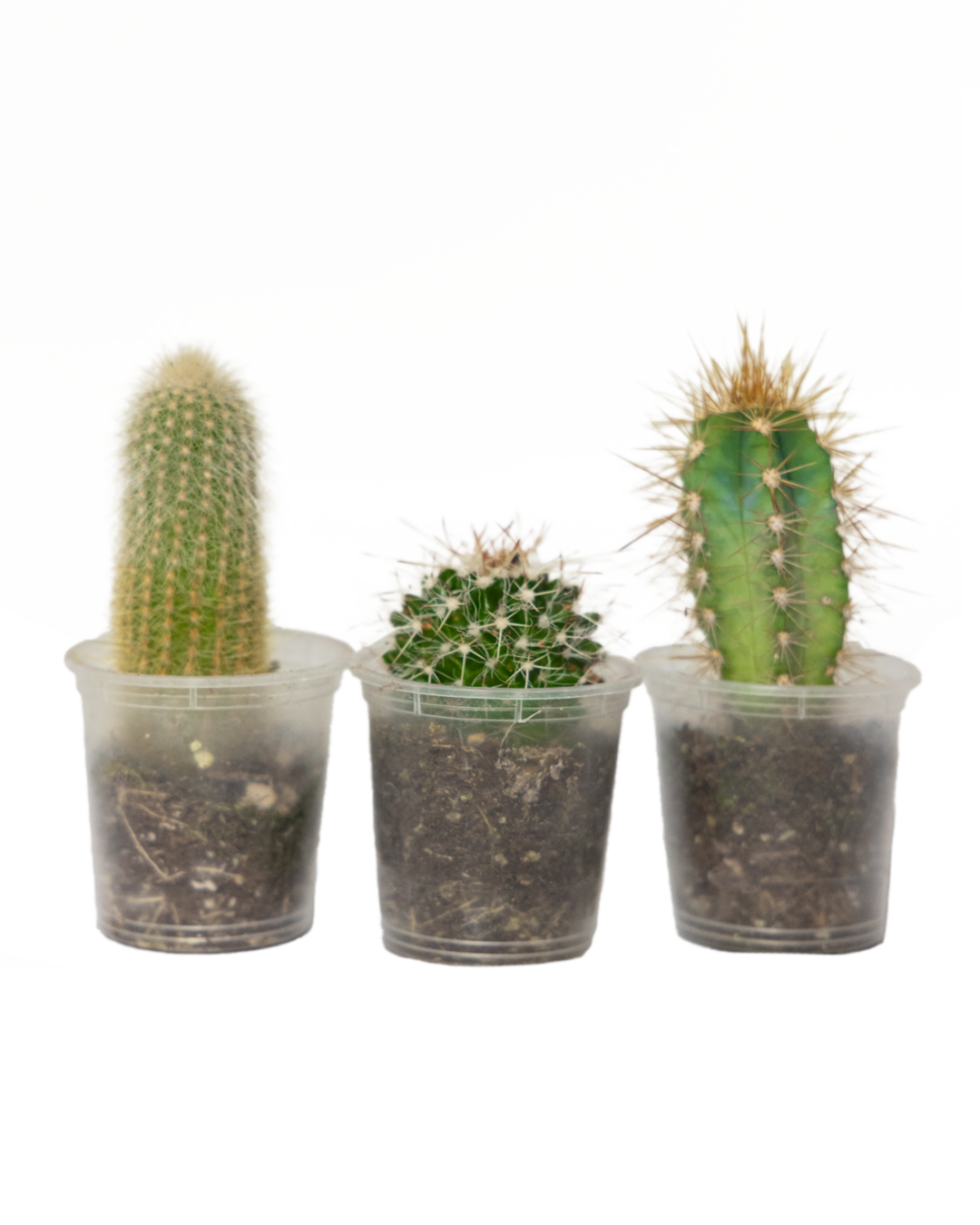 The Cactus 2 Inch - Group of 3 Assorted features three unique cacti in clear plastic pots with soil, displayed on a white background—ideal as low-maintenance décor for any room.