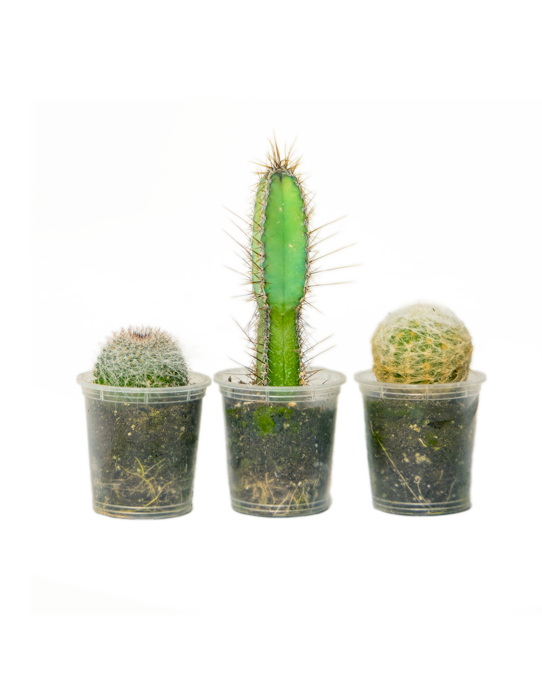 The Cactus 2 Inch - Group of 3 Assorted features a trio of low-maintenance cacti in clear plastic pots: one tall and spiky centerpiece flanked by two round, white-fuzzy varieties, all set against a plain white background.