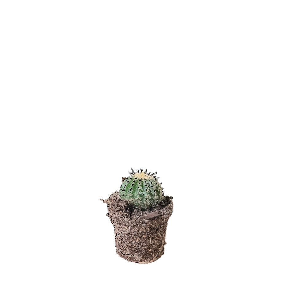 A small cactus, one of nature's low-maintenance botanical fashionistas, sits in a Chive Studio 2024 Cactus 2 Inch Pot against a black background. Its green, round segments adorned with tiny spines and a slightly yellow top catch the eye. A small pile of loose soil rests nearby.