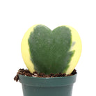 A small heart-shaped succulent with yellow and green leaves, planted in a Chive Studio green plastic pot against a white background.