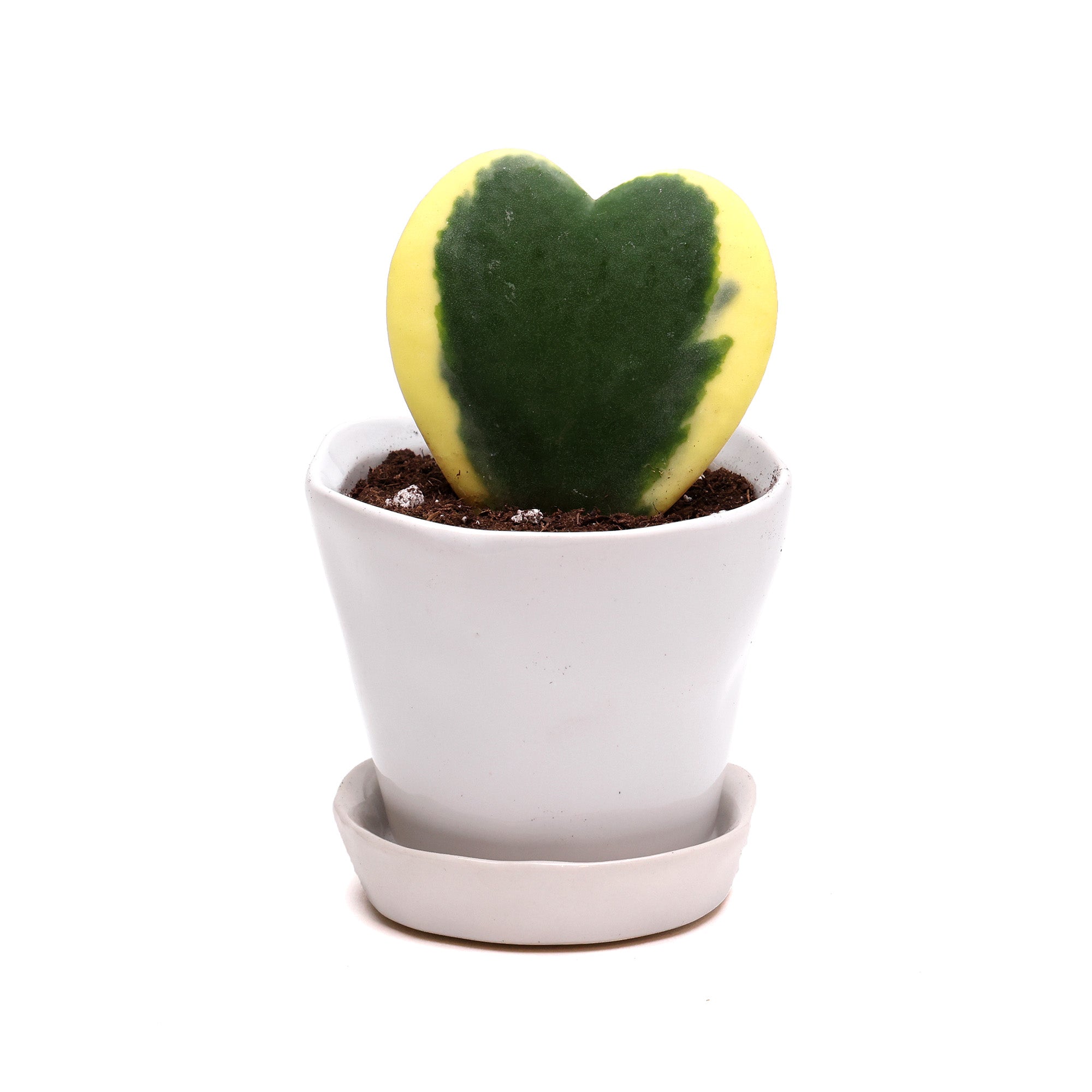 A Potted Hoya Kerri Variegated 2" in Tika from Chive Studio, with heart-shaped succulent plant with yellow and green leaves, sitting in a small white pot with a matching saucer, isolated on a white background.