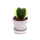 A Potted Hoya Kerri Variegated 2" in Tika from Chive Studio, with heart-shaped succulent plant with yellow and green leaves, sitting in a small white pot with a matching saucer, isolated on a white background.
