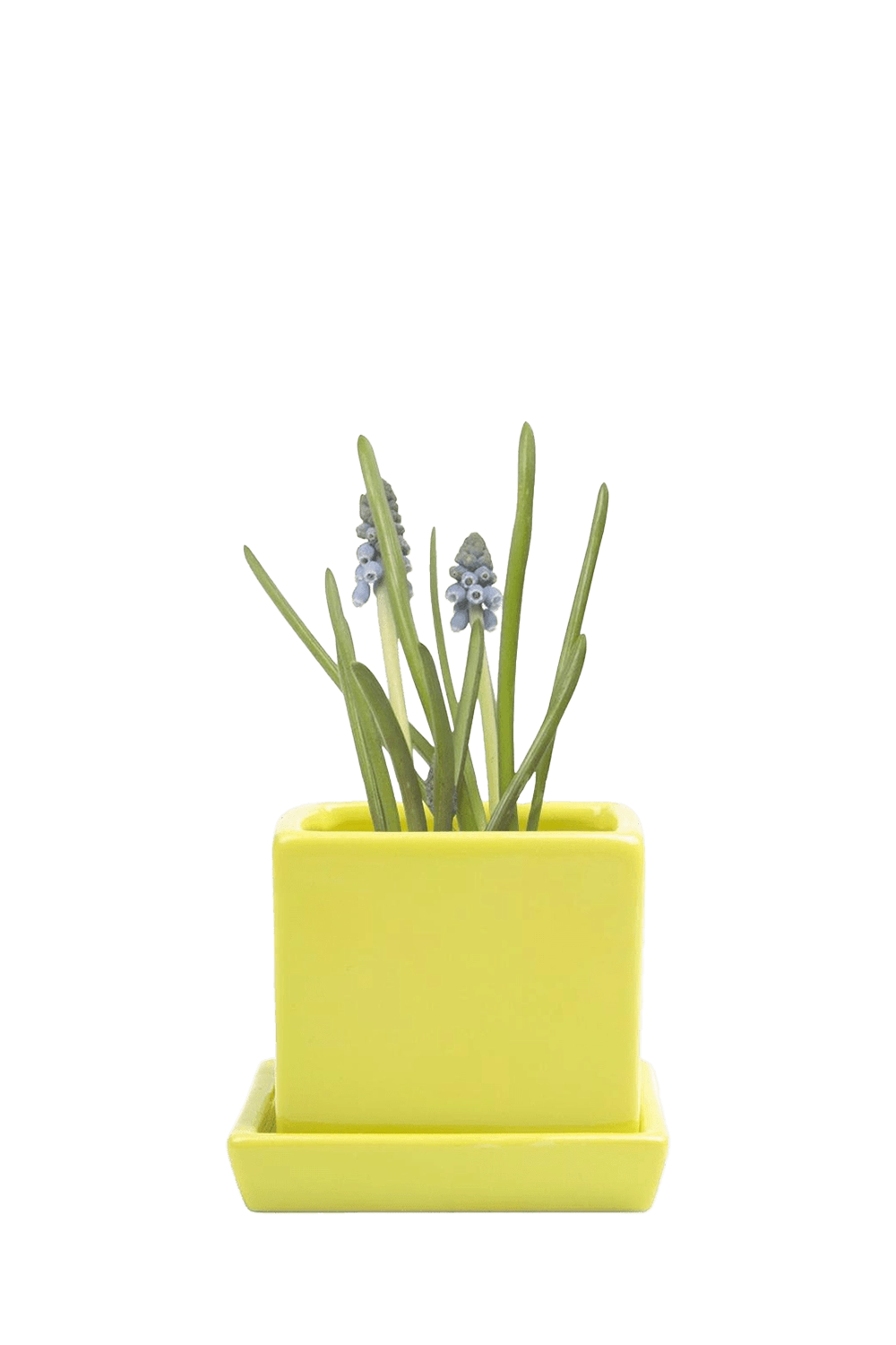 Green Sheen Ceramic Pot with Drainage Hole - Cube & Saucer - handmade by Chive Studio Toronto