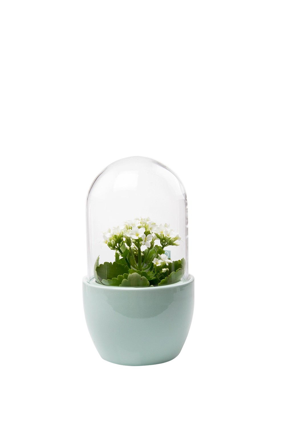 Mint Glass Terrarium Jar For Succulents - Pill - handmade by Chive Studio Toronto