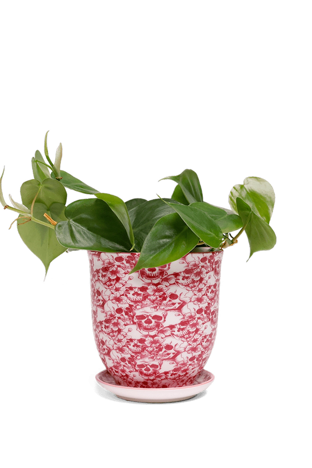 Skull Porcelain Pot and Saucer with Drainage - Liberte - handmade by Chive Studio Toronto