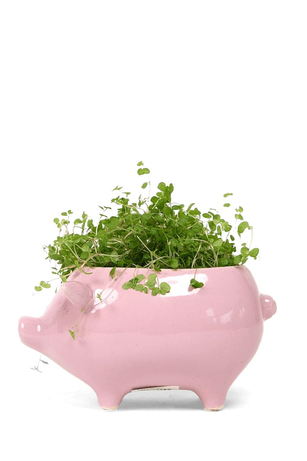 Pink Ceramic Indoor Plant Pot for Succulents - Pig - handmade by Chive Studio Toronto