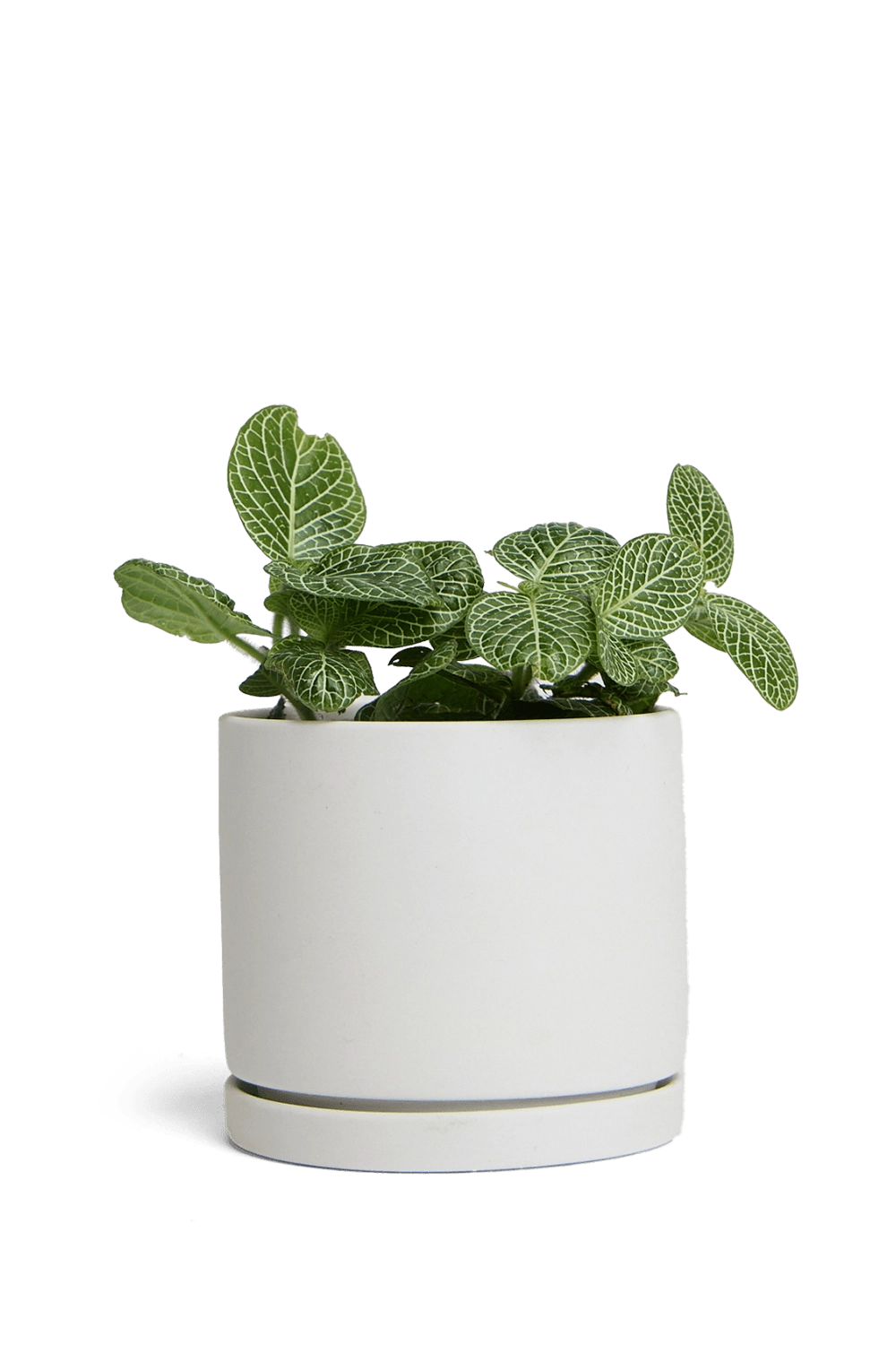 Light Grey Porcelain Modern Indoor Plant Pot with Saucer - Dojo - handmade by Chive Studio Toronto