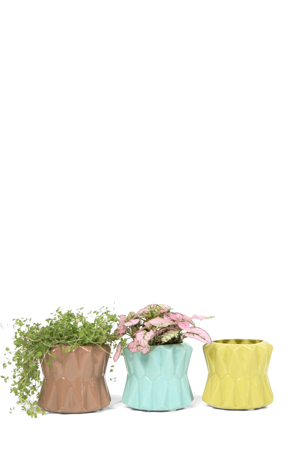 Multicolour Ceramic Modern Planter for Succulents - Fang - handmade by Chive Studio Toronto