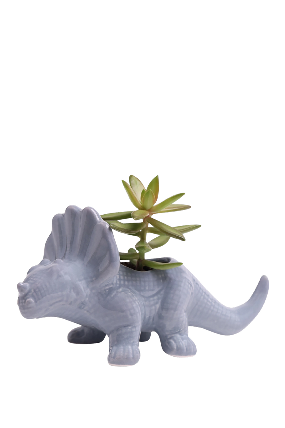 Triceratops Ceramic Indoor Plant Pot for Succulents