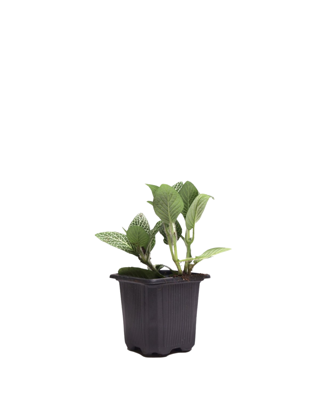 The Fittonia 3 Inch - Potted features a small green plant with variegated leaves in a black plastic pot, shown against a white background.