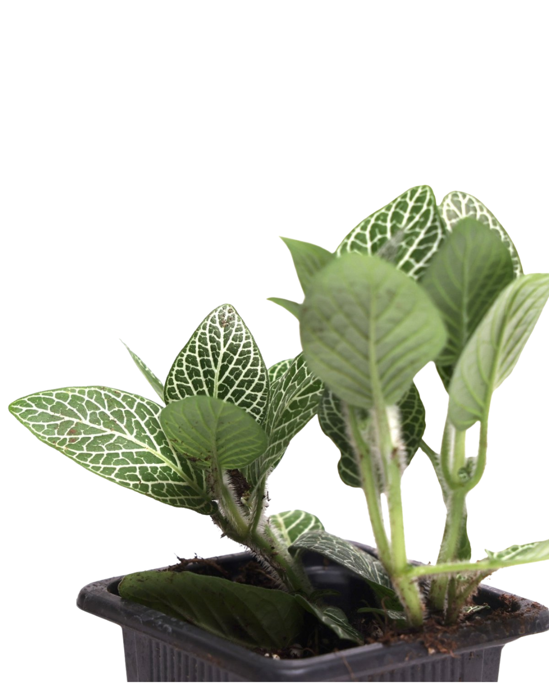 The Fittonia 3 Inch - Potted features several green plants with striking white-veined leaves in a small black plastic pot, perfect for home or office d??cor.