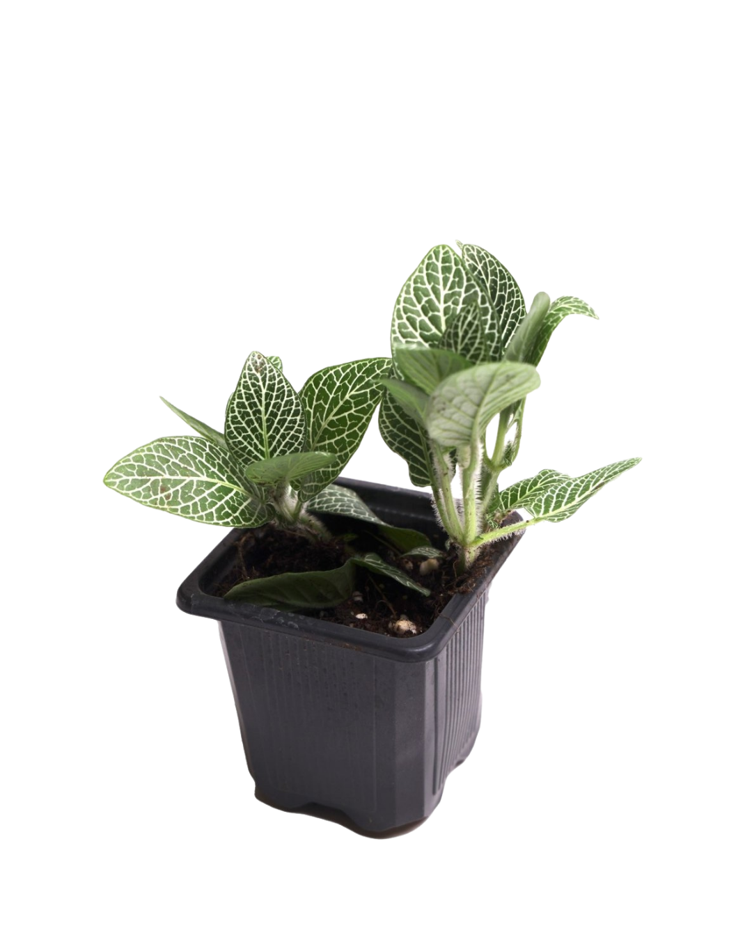 The Fittonia 3 Inch - Potted features a small green plant with white-veined leaves in a black plastic pot, displayed on a white background.