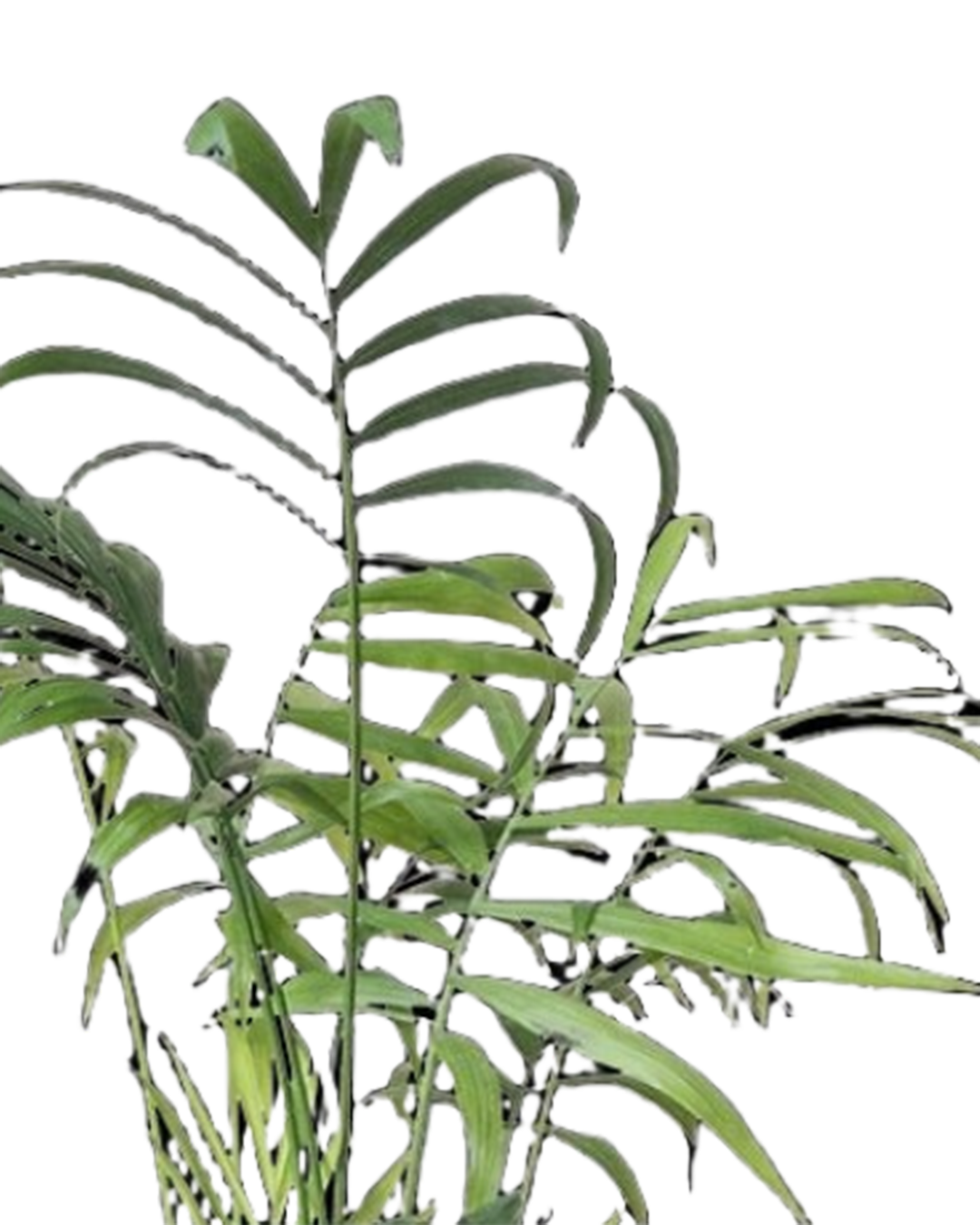 The Palm Parlour 3.5 Inch - Potted is a tall, slender green plant with long, narrow arching leaves on a central stem, offering a feathery tropical look—ideal as air-purifying decor for any indoor garden.