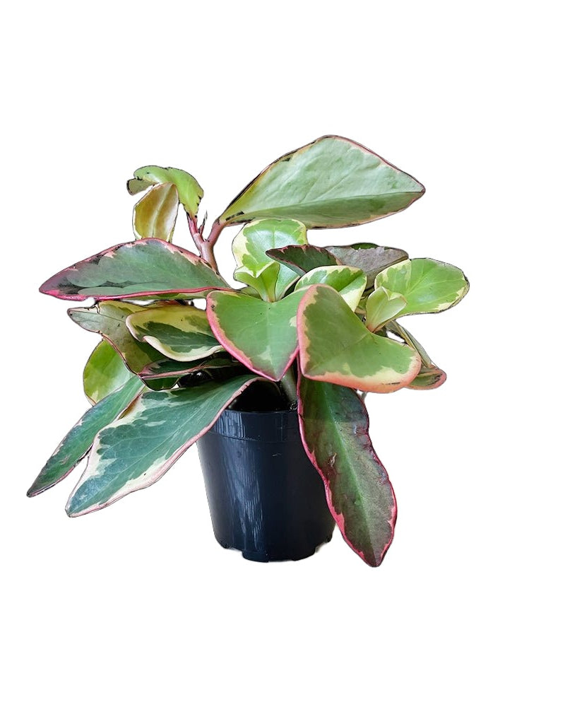 Peperomia Tricolour 3.5 Inch Pot - Chive Plant Studio - Plants - Chive Studio 2024