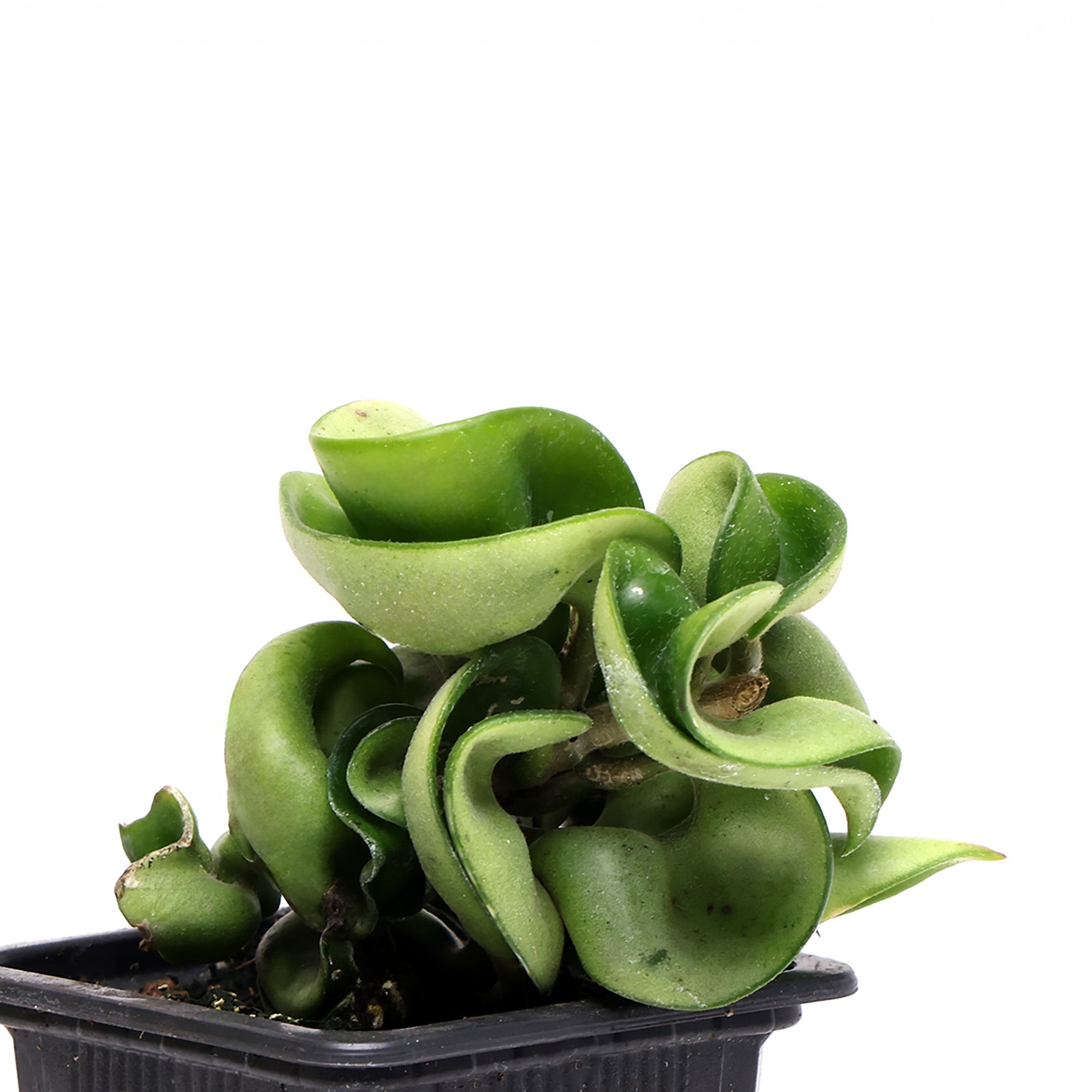 A Hoya Compacta 3 Inches plant with thick, green leaves in a small black plastic pot by Chive Studio, isolated on a white background.