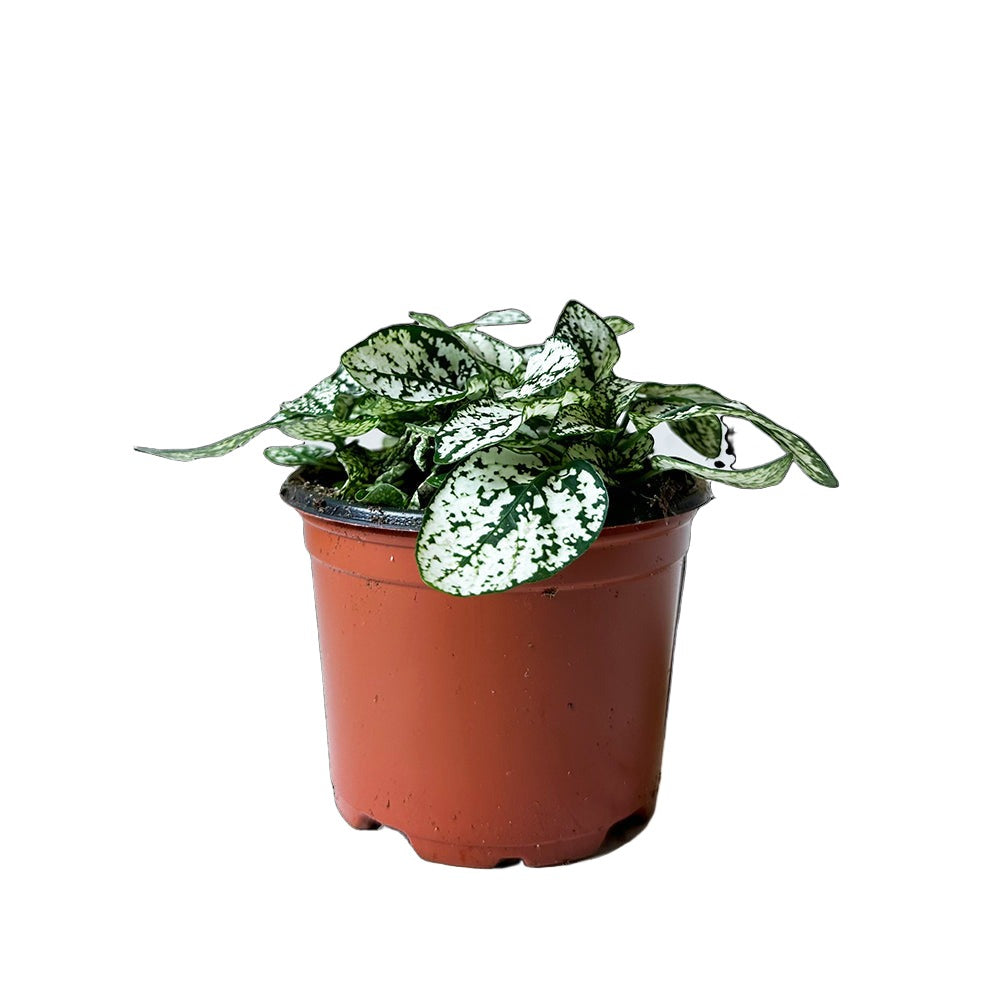 A small potted Polka Dot Plant White 3 Inch Pot by Chive Studio 2024 with green leaves that have charming white speckles. The plant is in a plain brown plastic pot, and the background is white, keeping the focus solely on this little gem of gardening mastery.