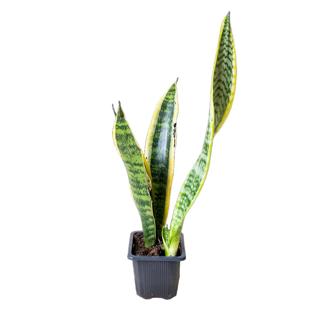 A low-maintenance Snake Plant Laurentii 3 Inch Pot with long, green leaves marked with darker green horizontal stripes and yellow edges is potted in a small black container against a solid black background. This air-purifying Sansevieria from Chive Studio 2024 also has some soil scattered around the base of the pot.