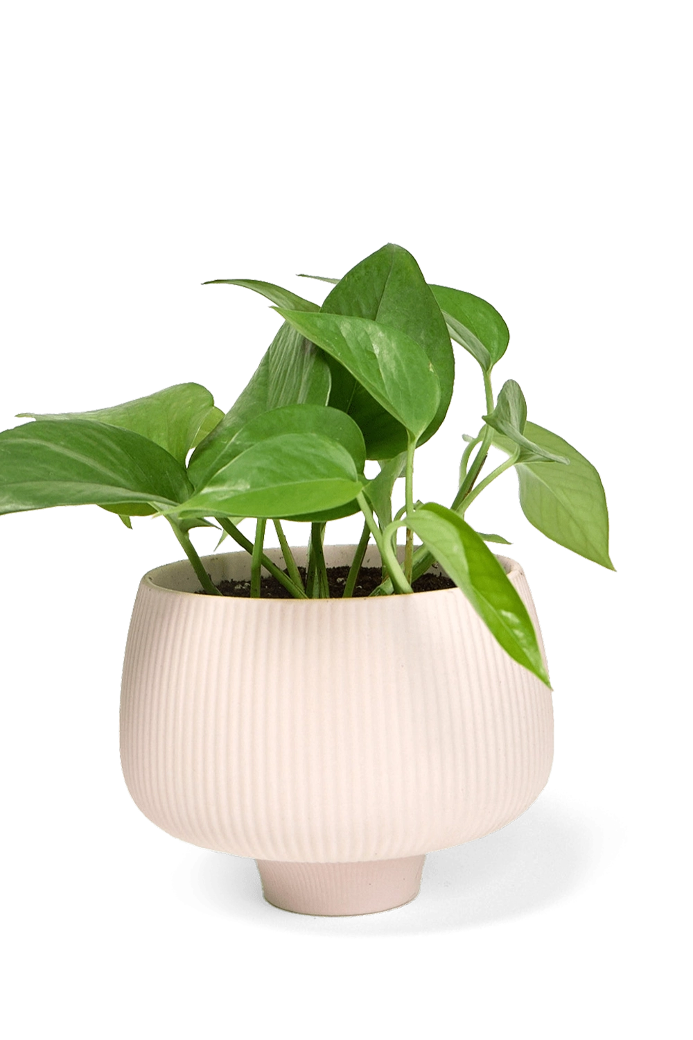 Pink Blush Porcelain Modern Indoor Plant Pot - Lilo - handmade by Chive Studio Toronto