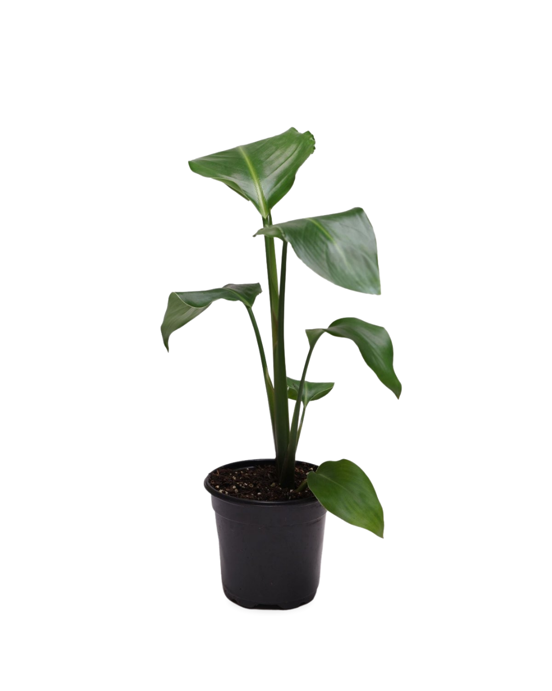 A Bird of Paradise White 4 Inches potted plant with broad, glossy leaves in a black plastic container, set against a white background.