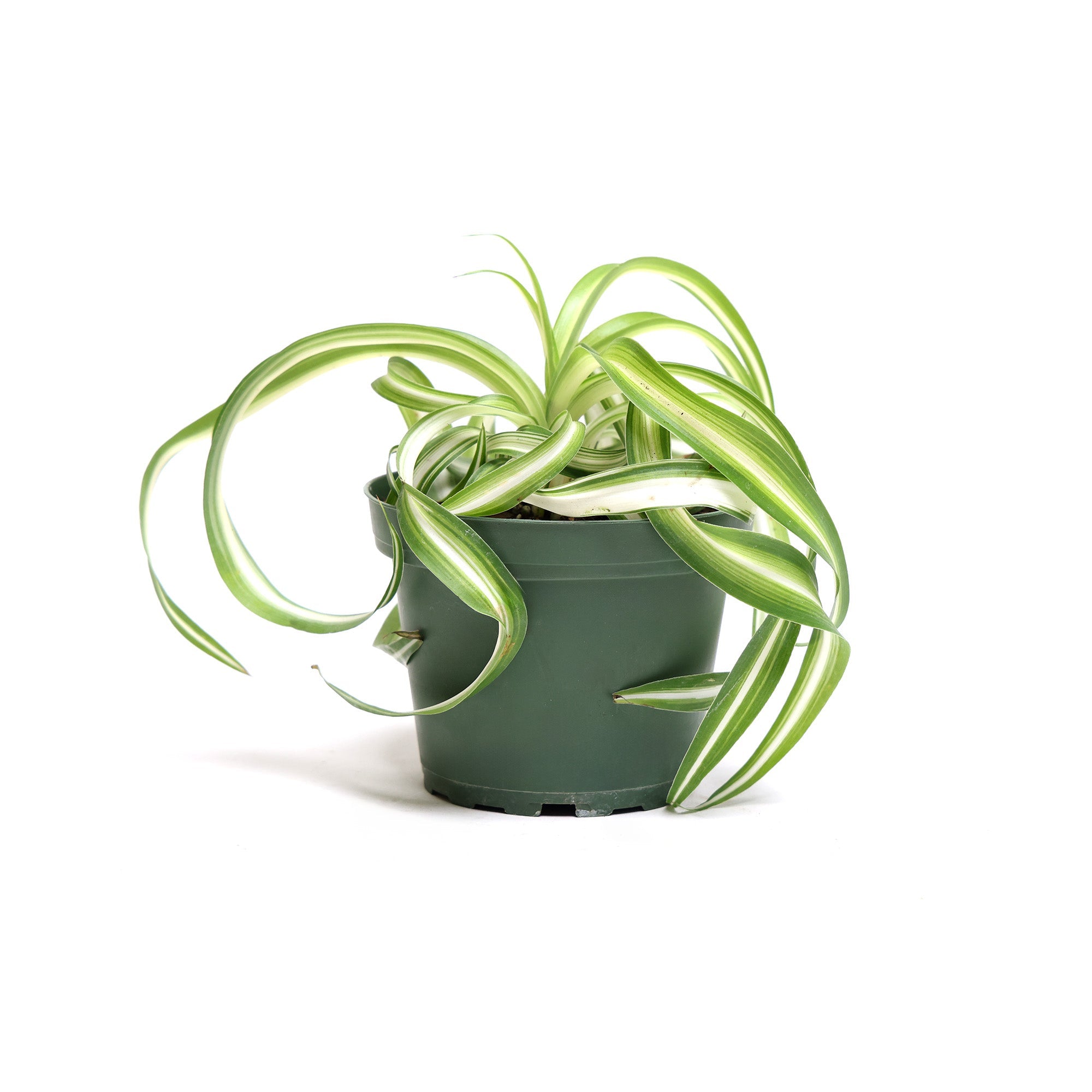 A green and white striped Chive Studio Spider Plant Bone 4 Inches in a dark green pot against a white background. The long, slender leaves arch gracefully outward.