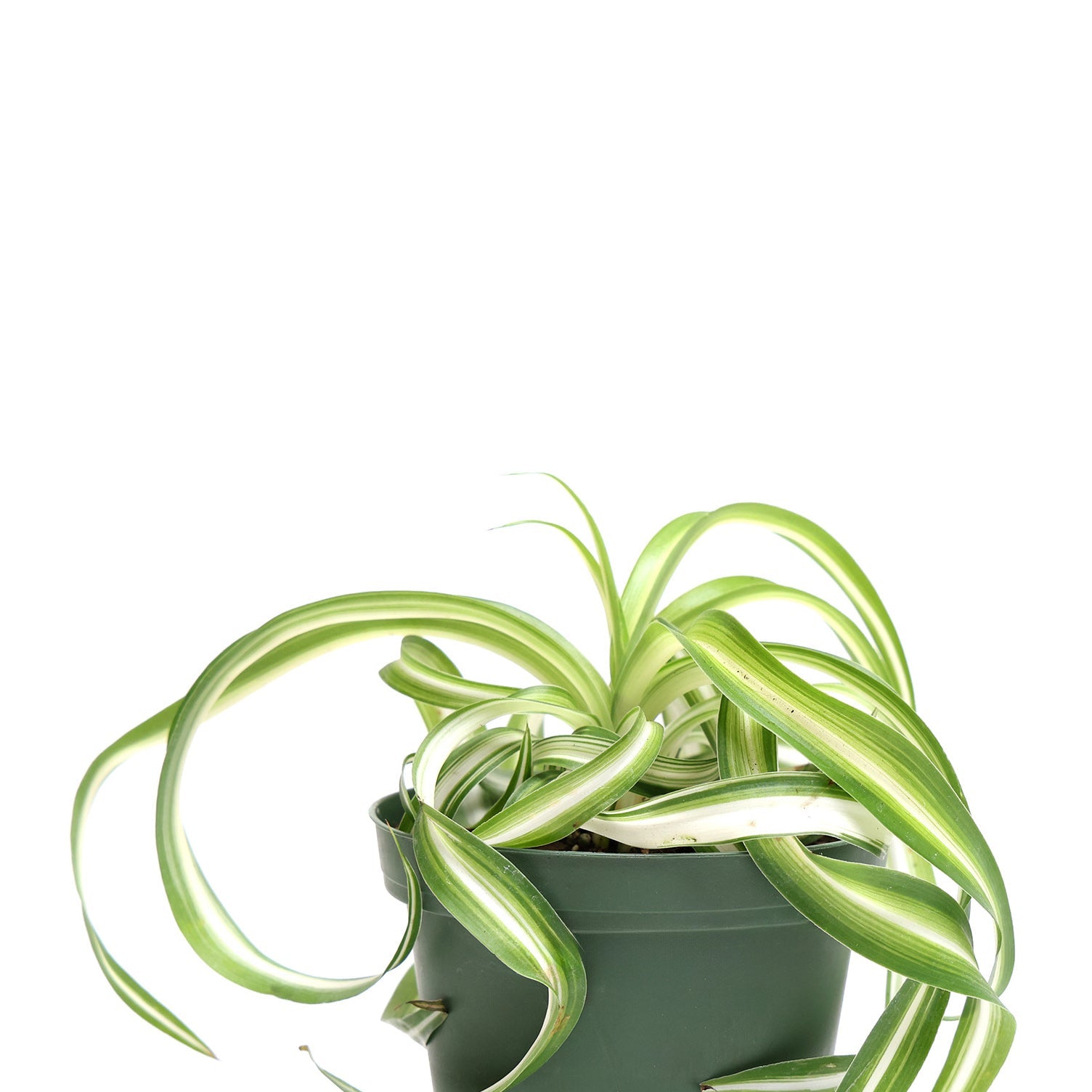 A green and white striped Chive Studio Spider Plant Bone 4 Inches in a dark green pot against a white background. The long, slender leaves arch gracefully outward.