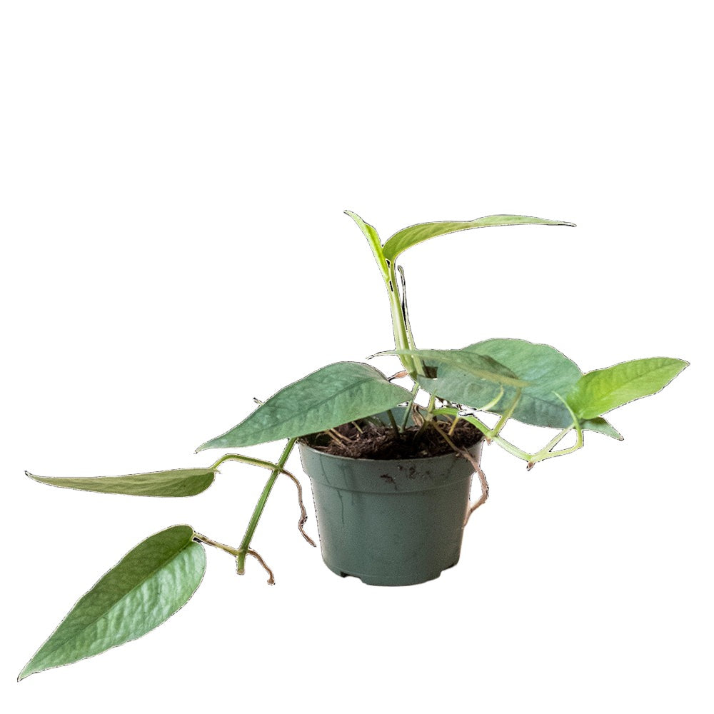 A Pothos Cebu Blue 4 Inch Pot from Chive Studio 2024 with long, green, heart-shaped leaves. The plant's air-purifying stems drape over the sides of a small, dark green plastic pot filled with soil. The background is plain white.