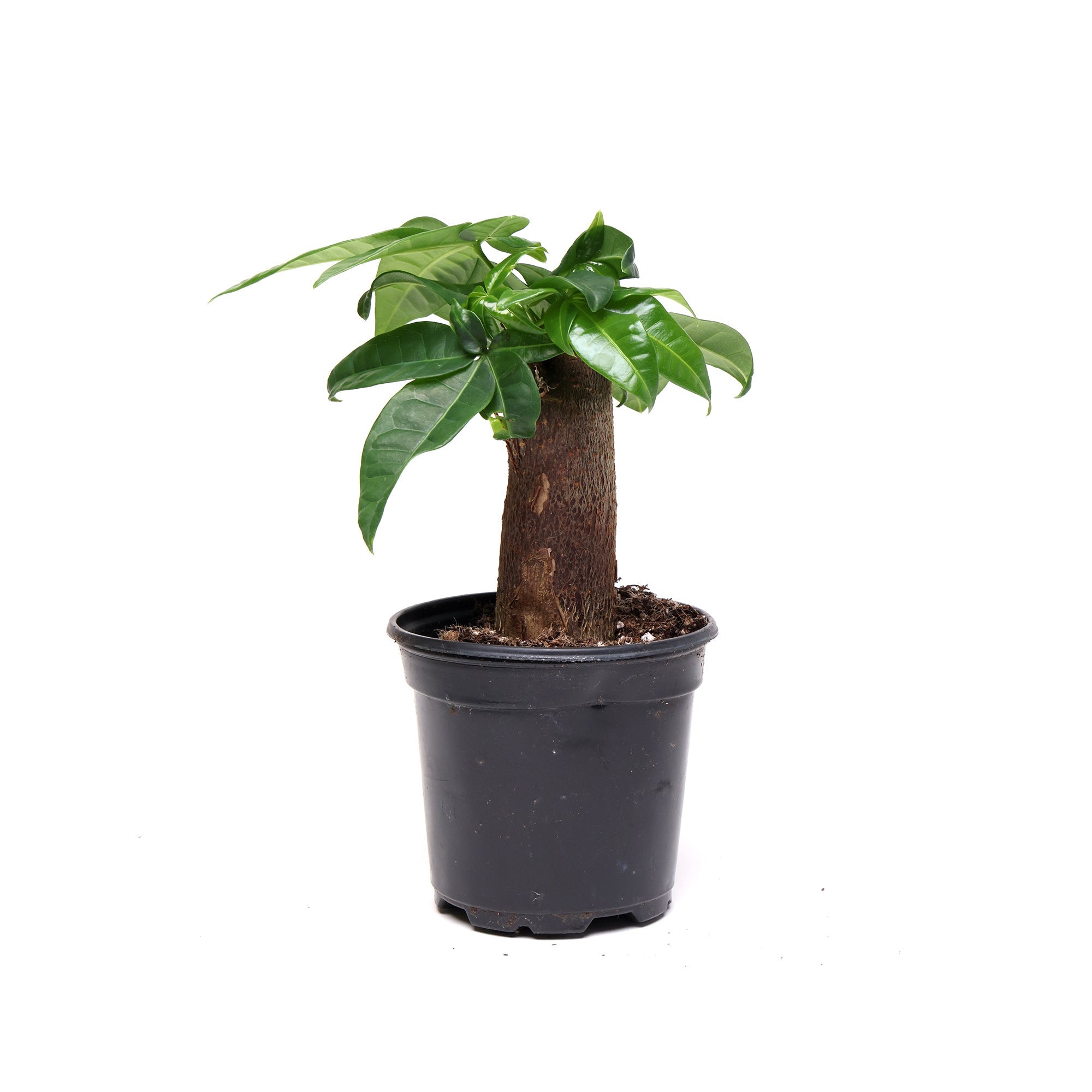 A Chive Studio 2024 Money Tree Stump 4 Inch Pot with a thick brown trunk and several green, glossy leaves. The plant is situated in a black plastic pot and is isolated on a white background, making it a perfect addition to indoor gardens as a low-maintenance plant.